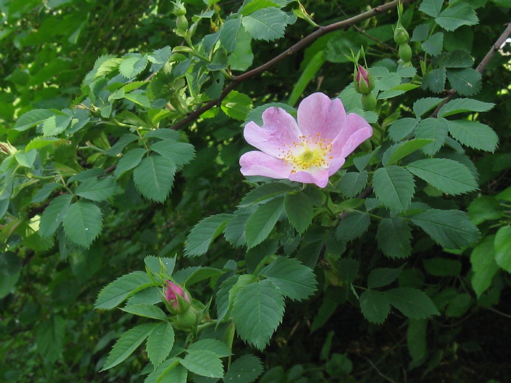 Rosa selvatica...? ... Rosa sp.