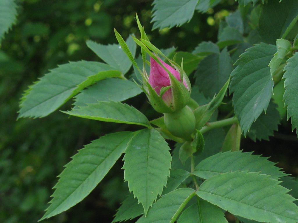 Rosa selvatica...? ... Rosa sp.