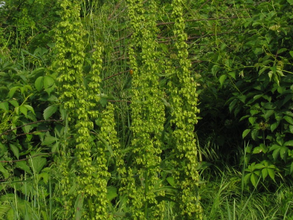 Rumex crispus  (Polygonaceae)