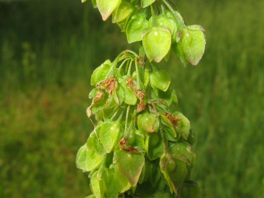 Rumex crispus  (Polygonaceae)