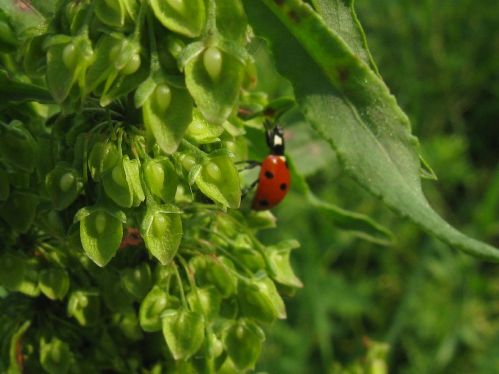 Rumex crispus  (Polygonaceae)