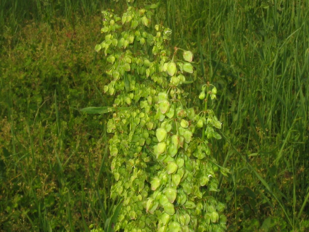 Rumex crispus  (Polygonaceae)