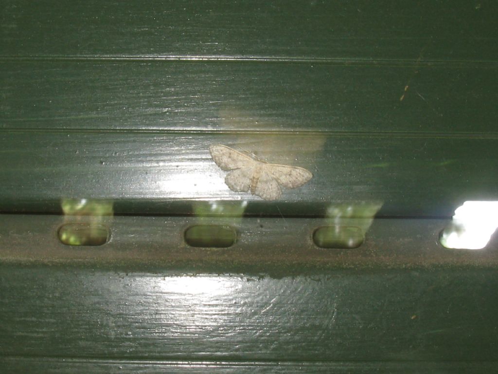 Noctuidae...? No, Geometridae: Idaea seriata