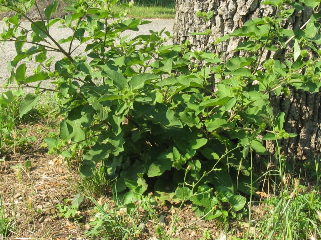 Arctium lappa