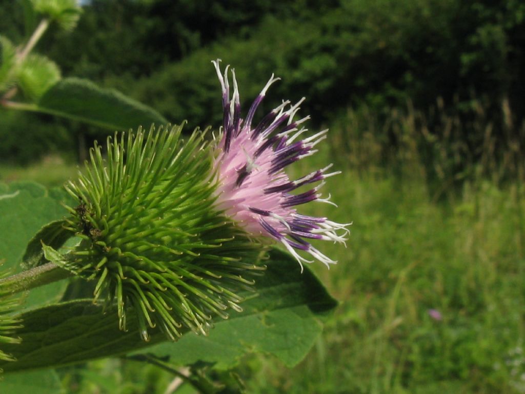 Arctium lappa