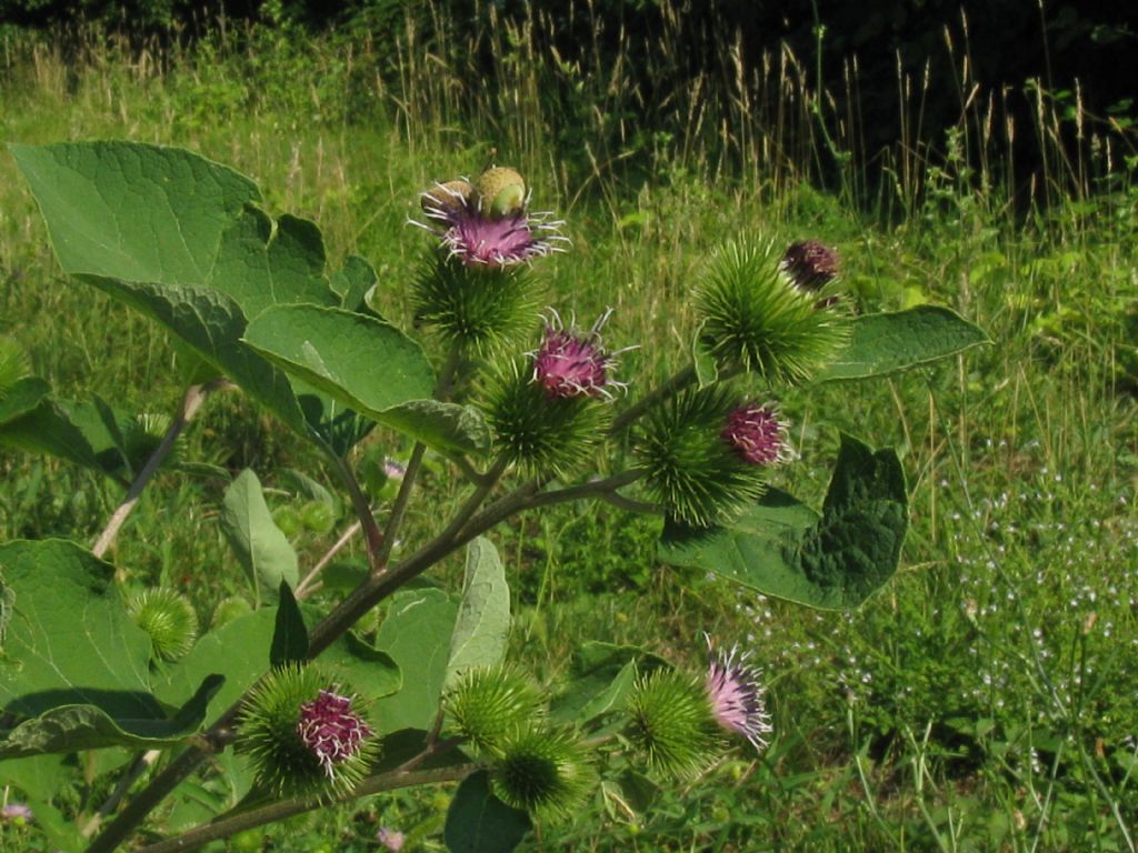 Arctium lappa