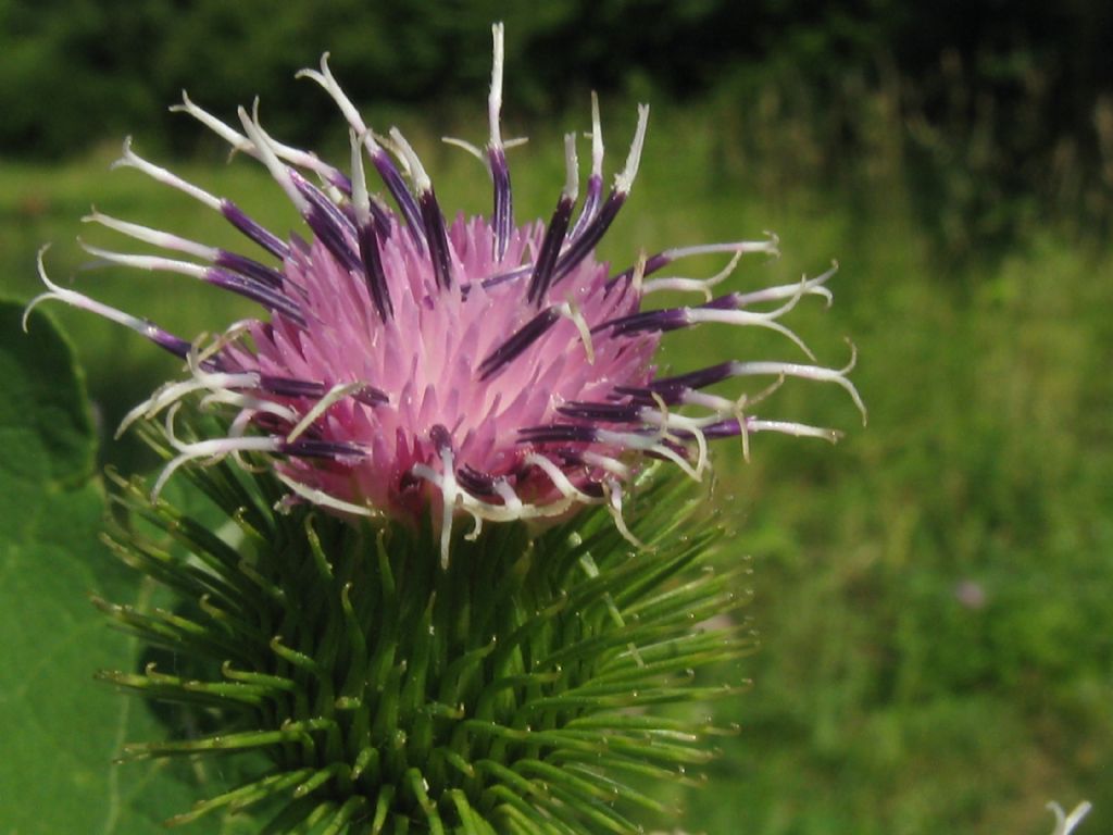 Arctium lappa