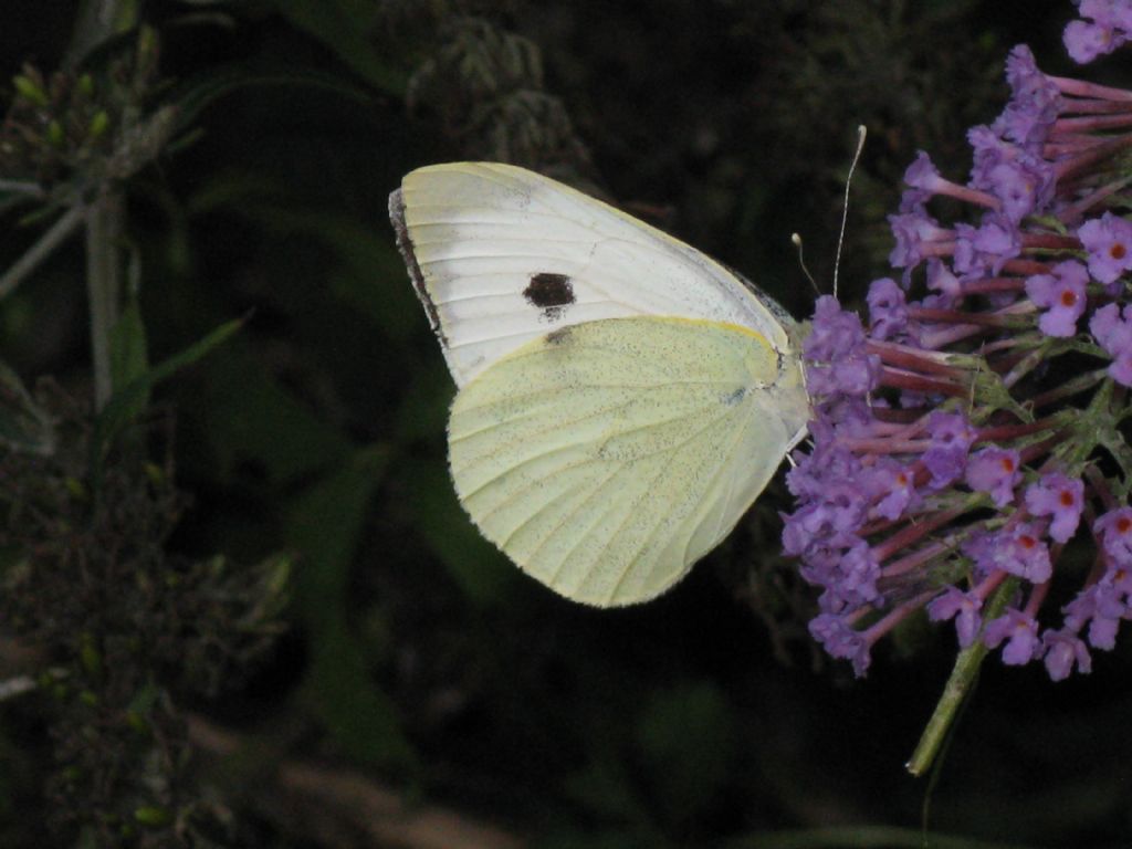 Pieris brassicae?F?