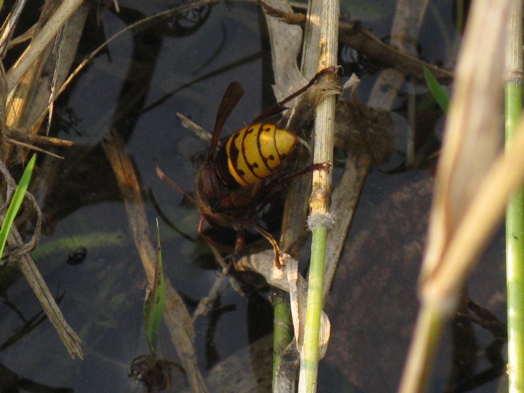 Vespa crabro? S.