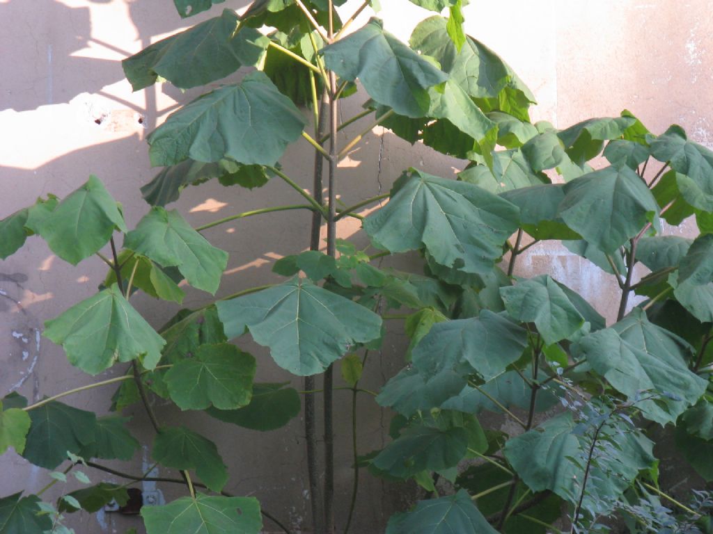 Paulownia tomentosa