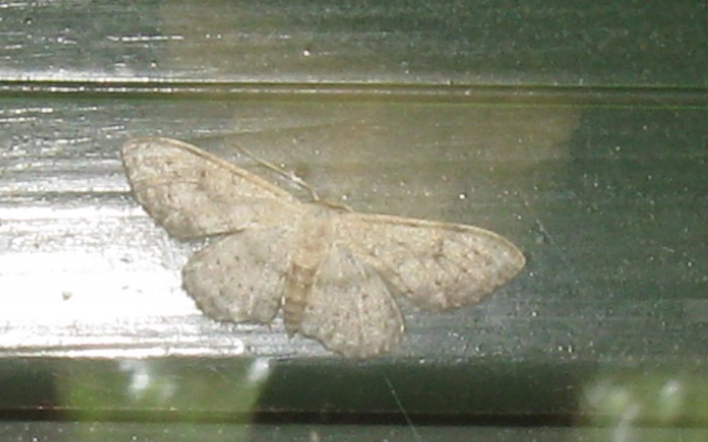 Noctuidae...? No, Geometridae: Idaea seriata