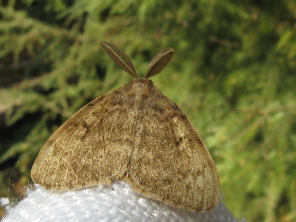 Lymantria dispar - Erebidae