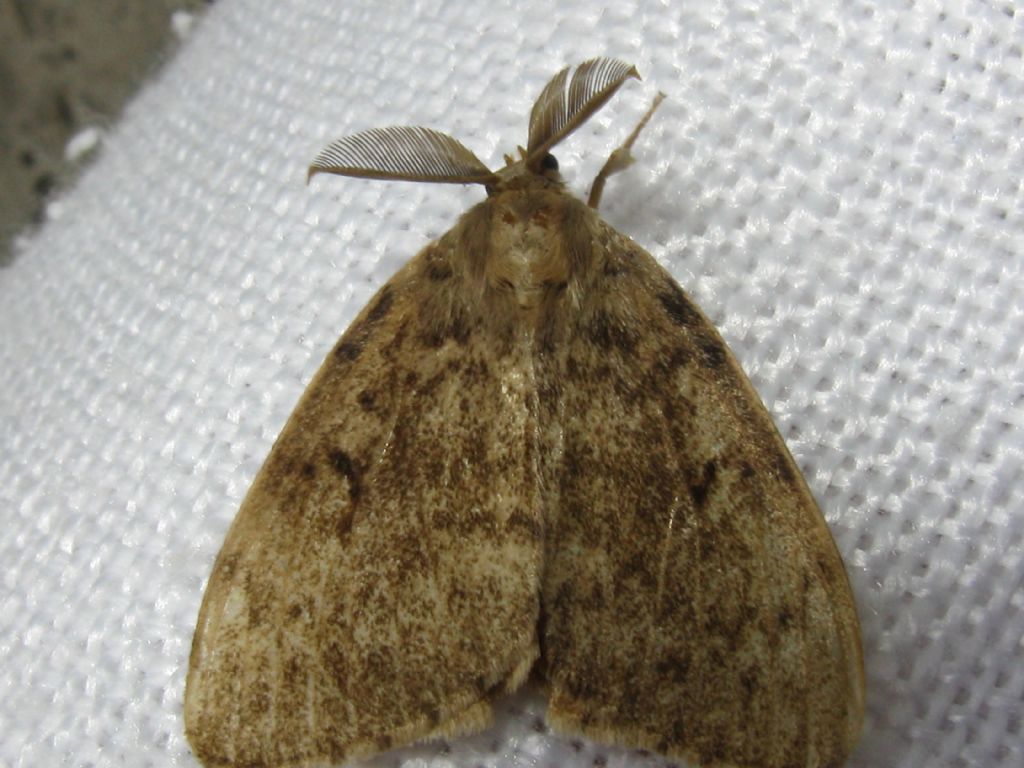 Lymantria dispar - Erebidae