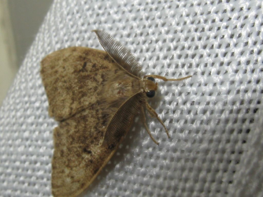 Lymantria dispar - Erebidae