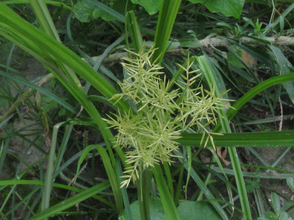 Cyperus... strigosus / odoratus?