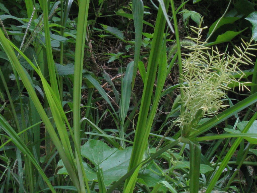 Cyperus... strigosus / odoratus?