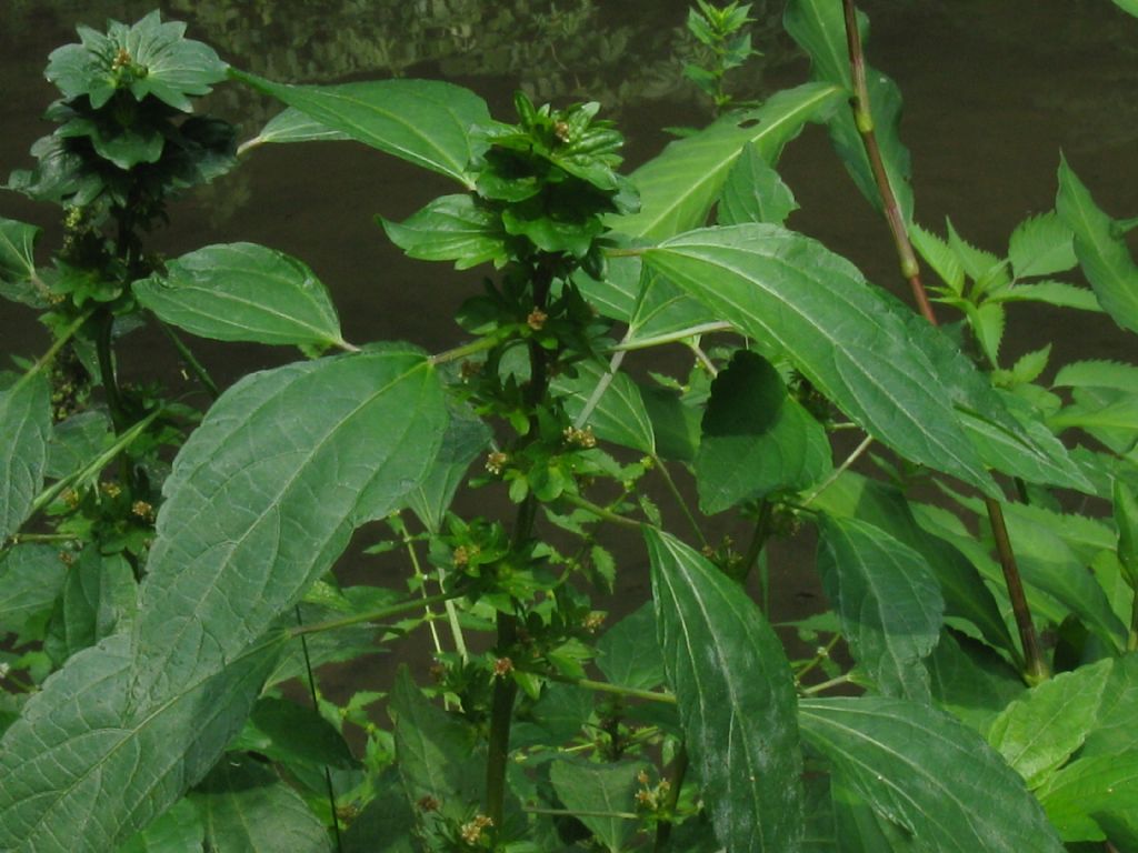 Acalypha virginica / Acalifa della Virginia