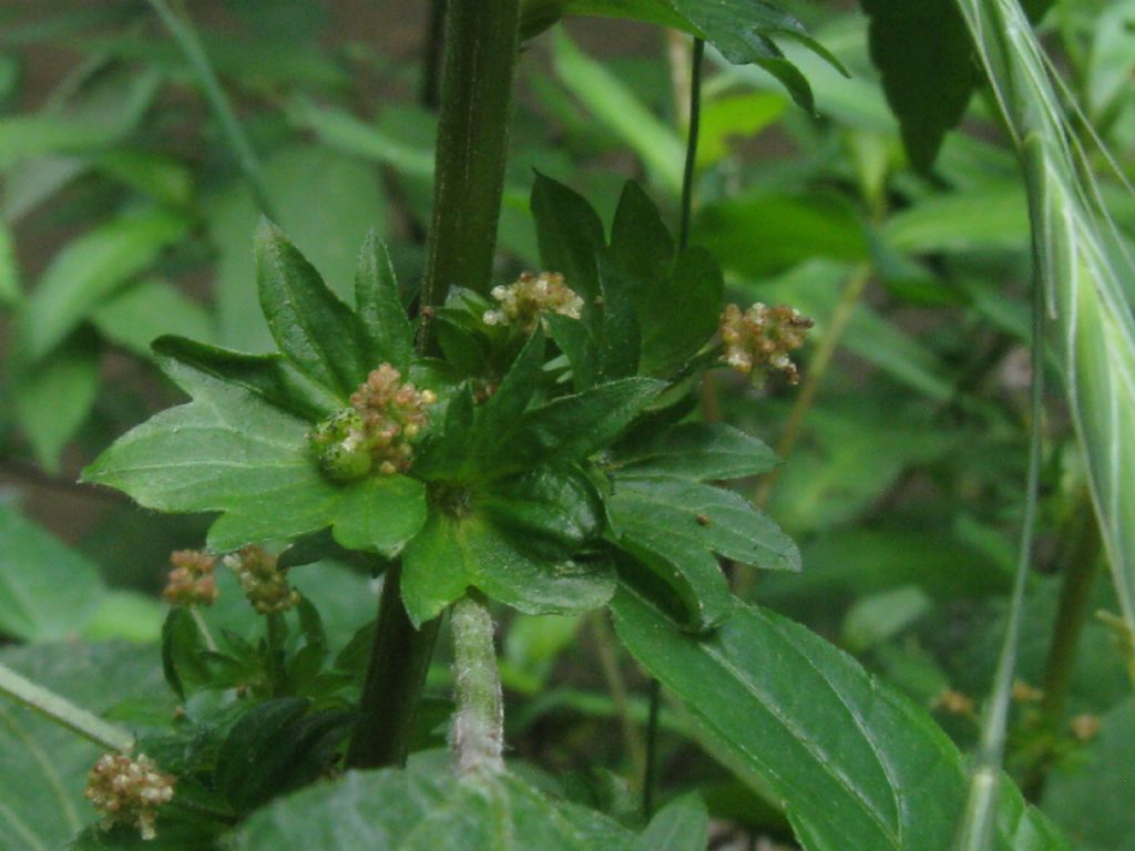 Acalypha virginica / Acalifa della Virginia