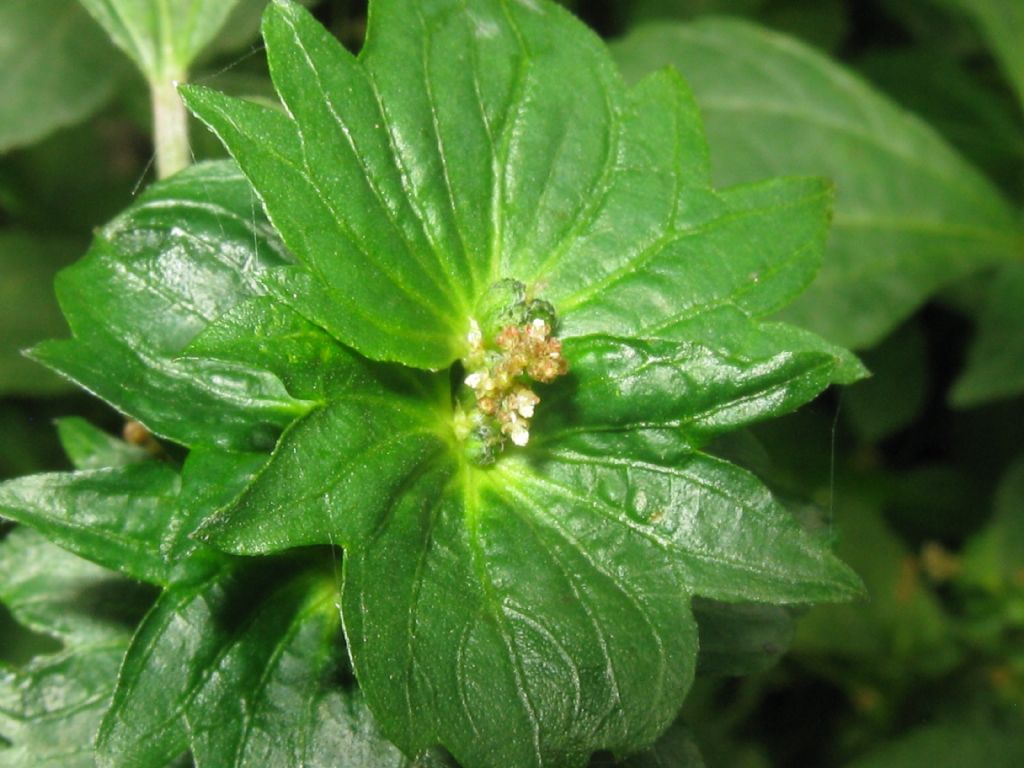 Acalypha virginica / Acalifa della Virginia