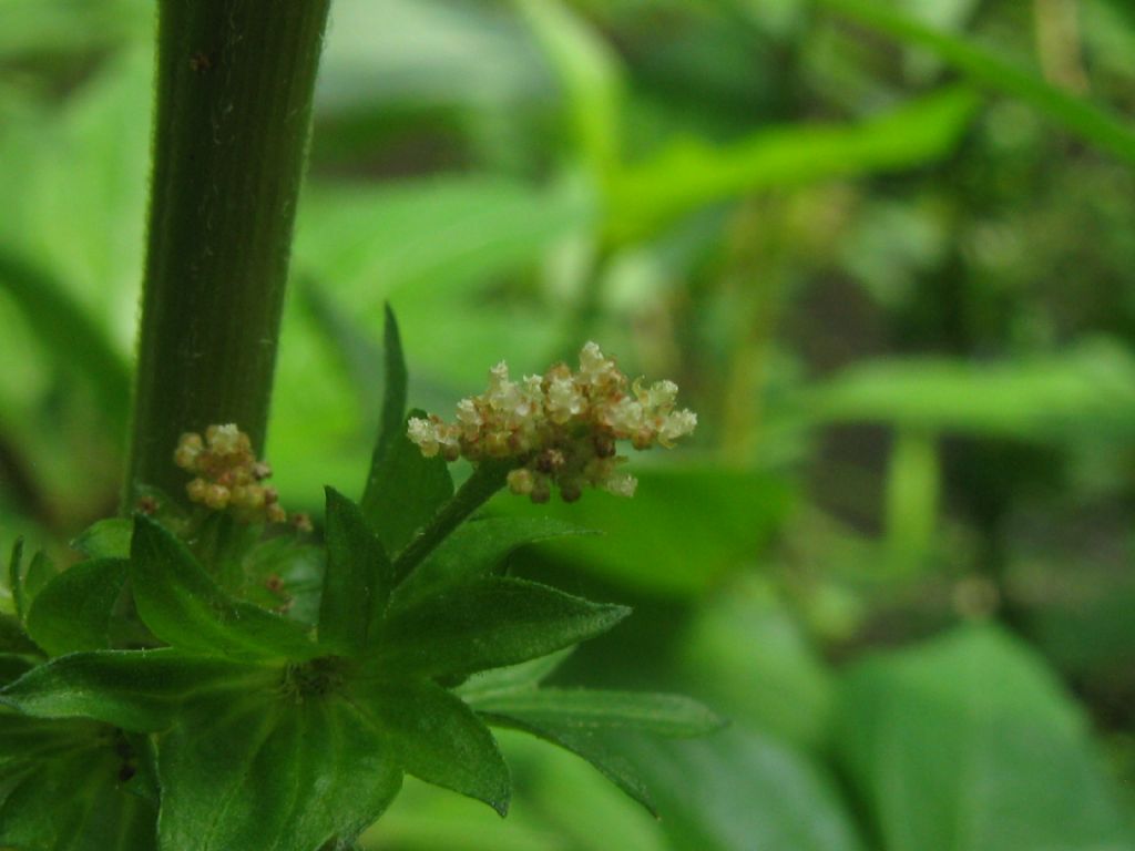 Acalypha virginica / Acalifa della Virginia