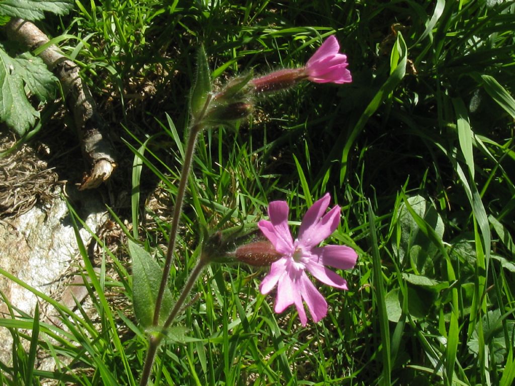 Silene dioica? Si