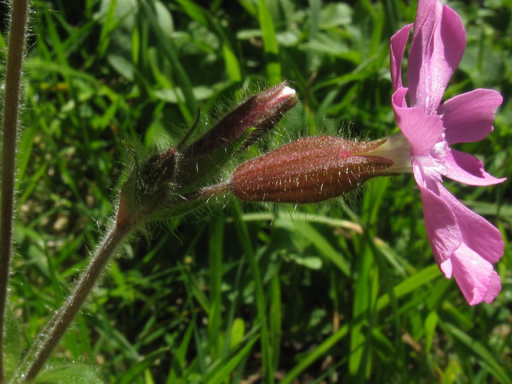 Silene dioica? Si