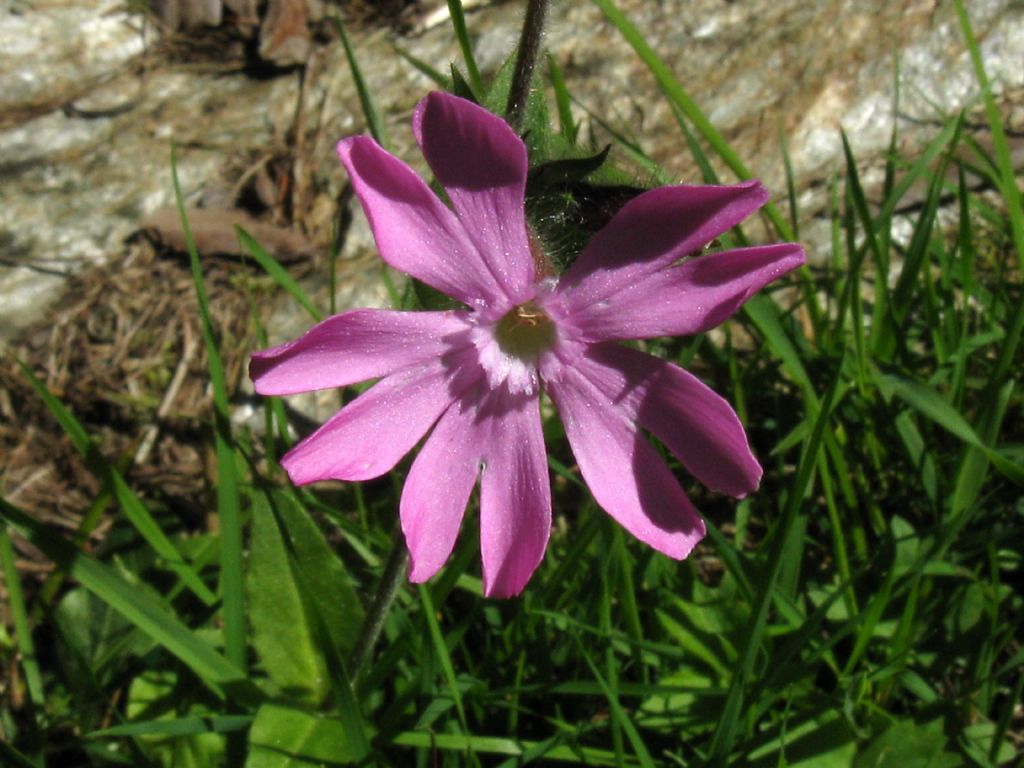 Silene dioica? Si