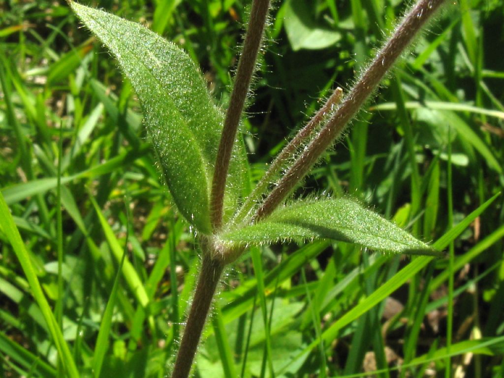 Silene dioica? Si