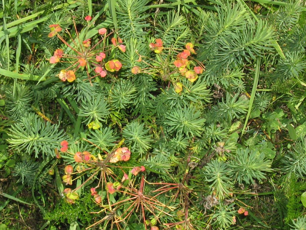 Euphorbia cyparissias