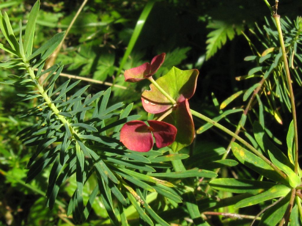 Euphorbia cyparissias