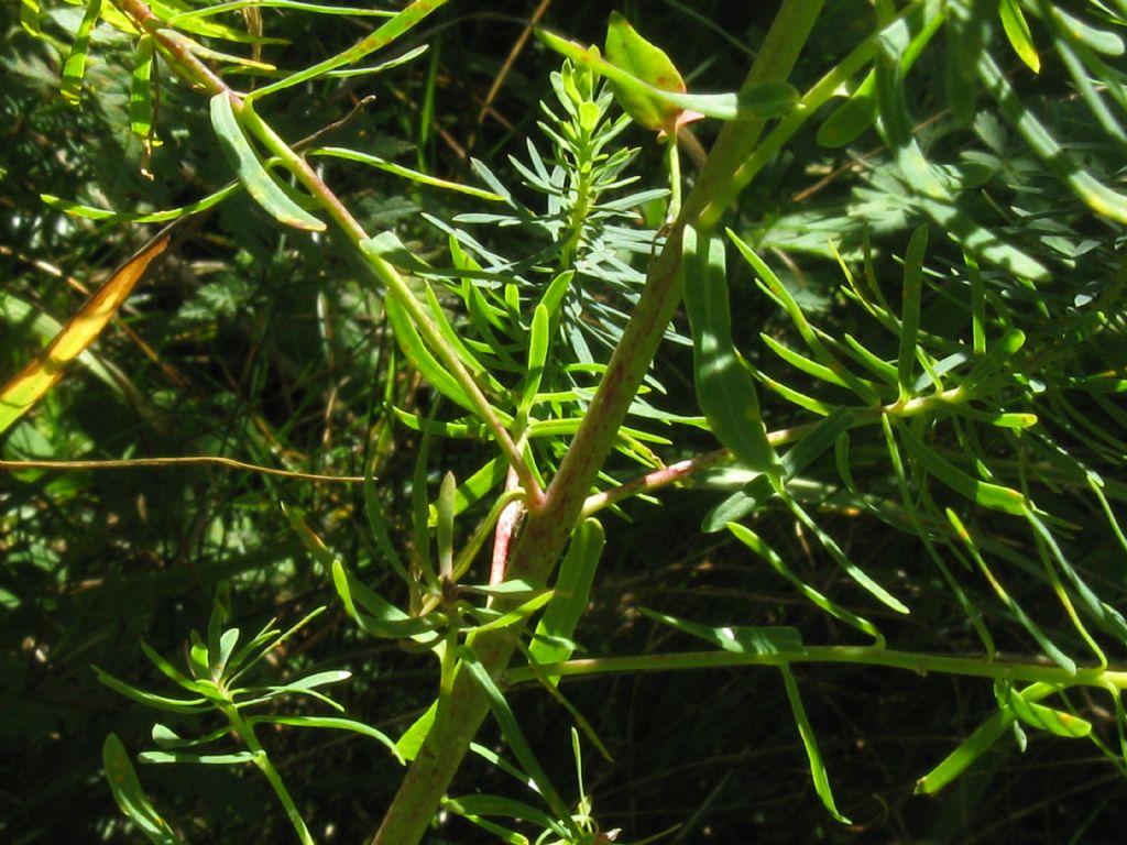 Euphorbia cyparissias