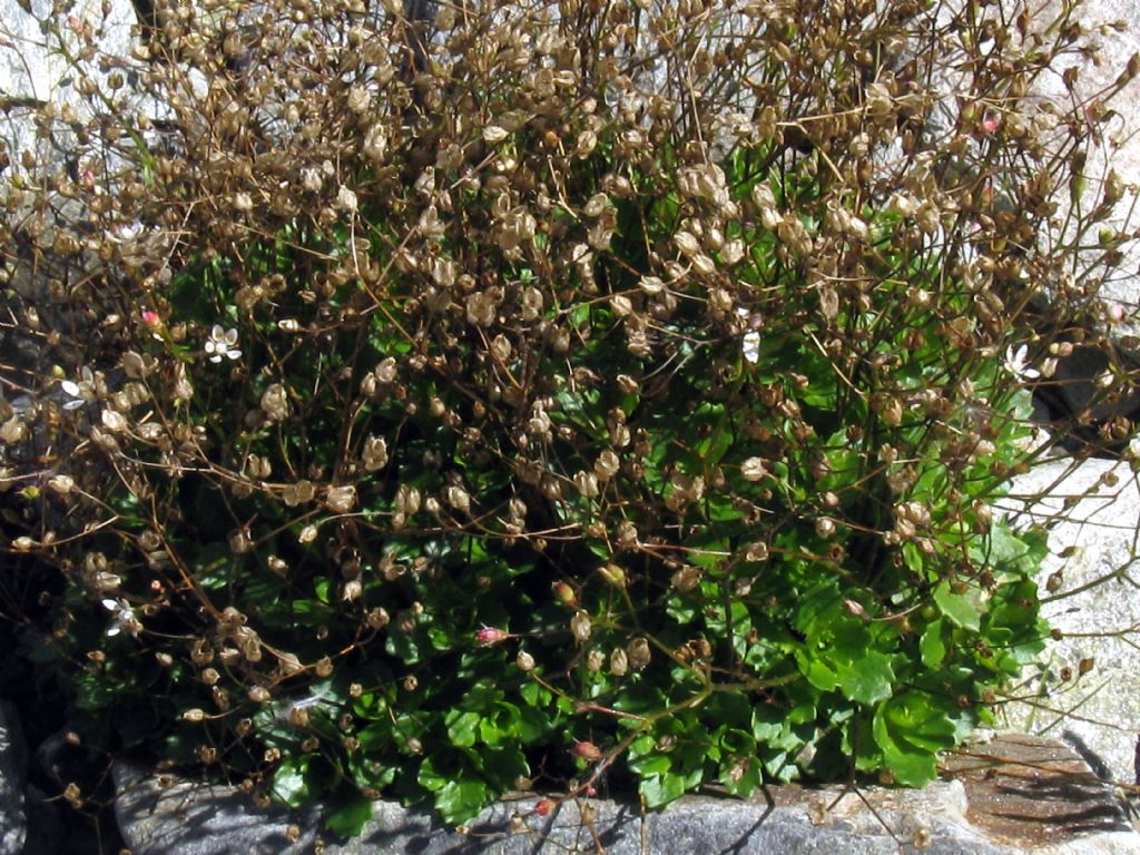 Micranthes engleri/Saxifraga stellaris