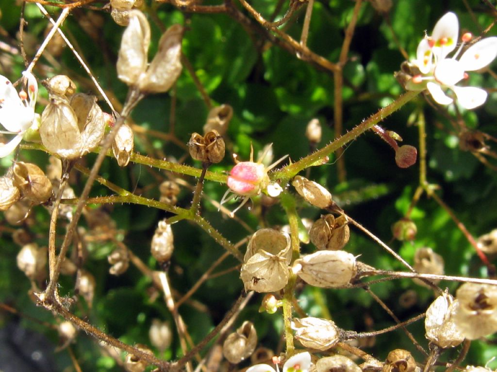 Micranthes engleri/Saxifraga stellaris