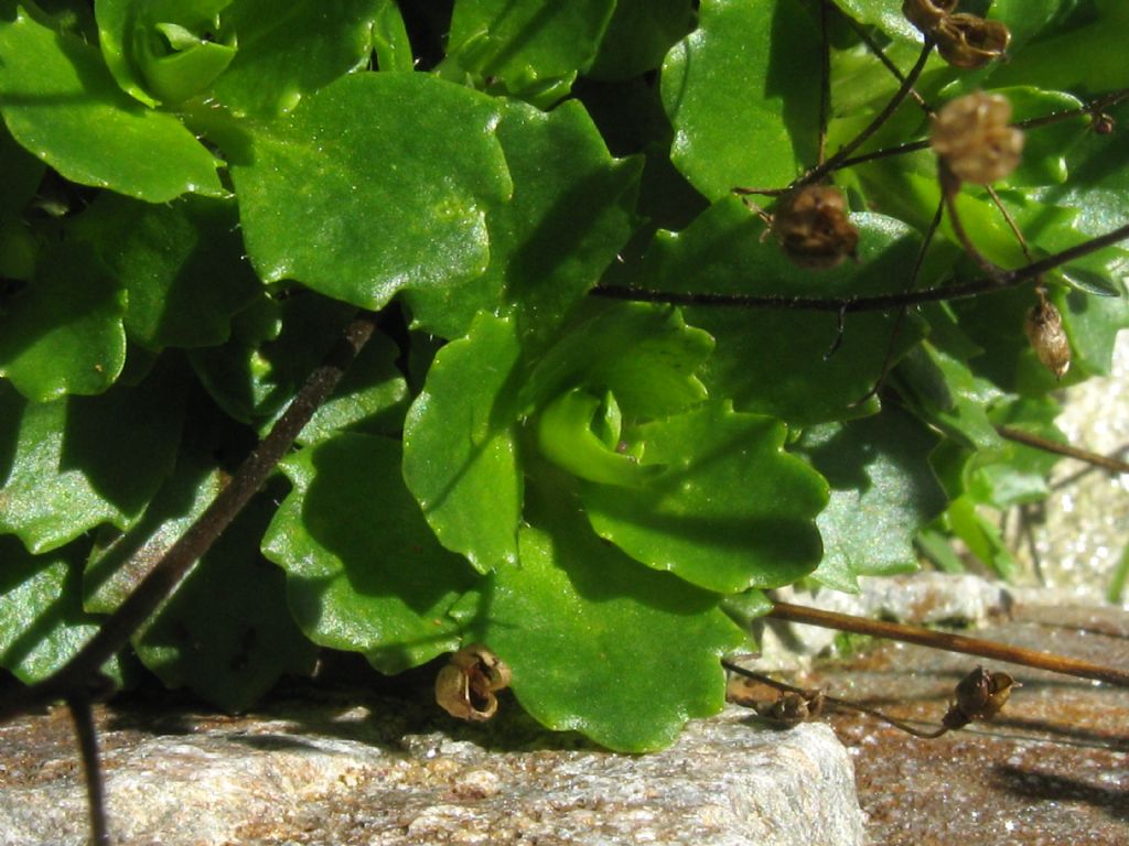 Micranthes engleri/Saxifraga stellaris