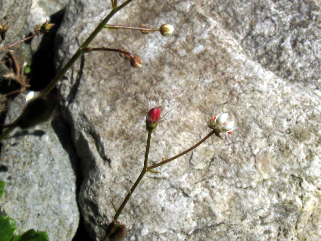 Micranthes engleri/Saxifraga stellaris