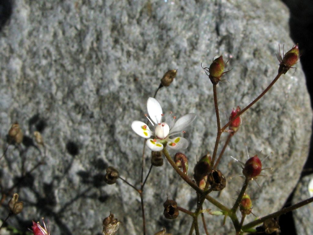 Micranthes engleri/Saxifraga stellaris