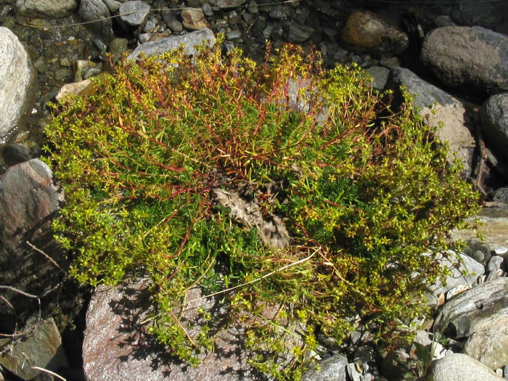 Saxifraga aizoides?  S !