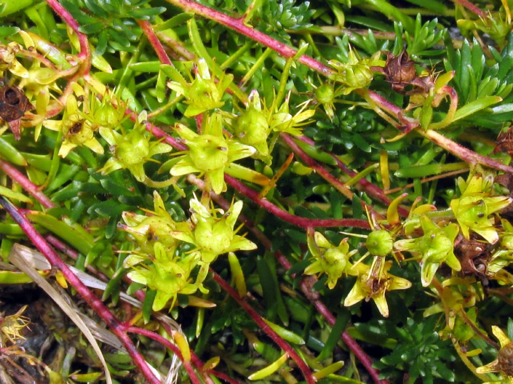 Saxifraga aizoides?  S !