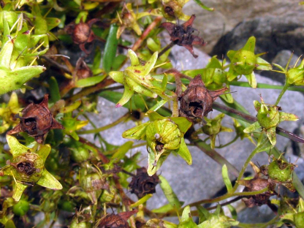 Saxifraga aizoides?  S !