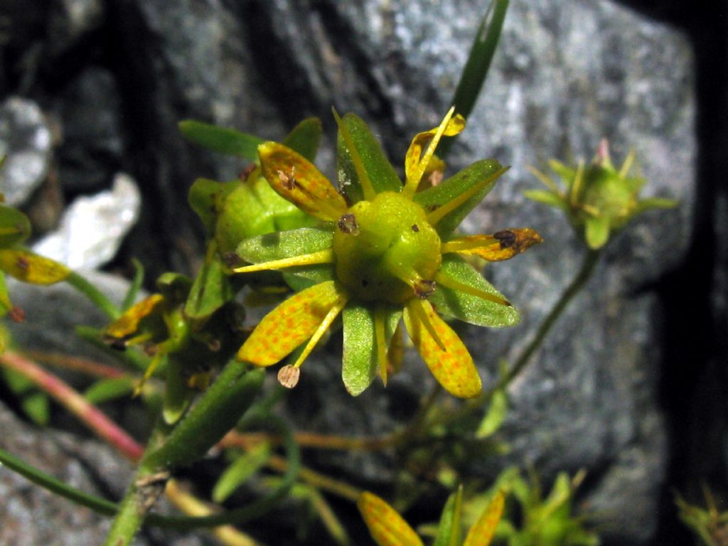 Saxifraga aizoides?  S !