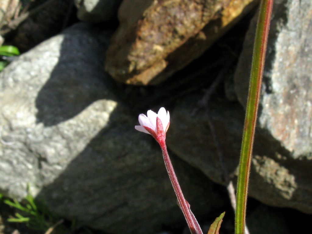 Onagraceae...? Epilobium  alsinifolium