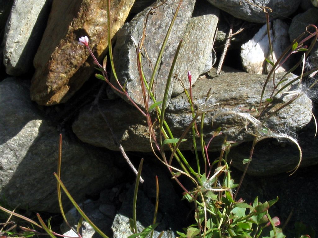 Onagraceae...? Epilobium  alsinifolium