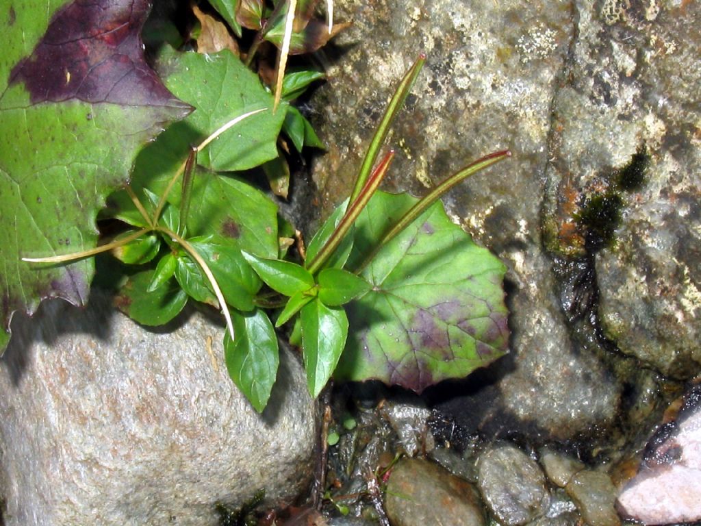 Onagraceae...? Epilobium  alsinifolium