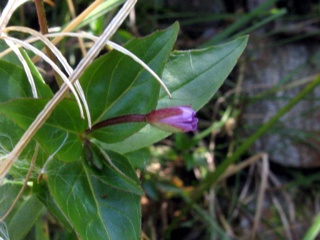 Onagraceae...? Epilobium  alsinifolium