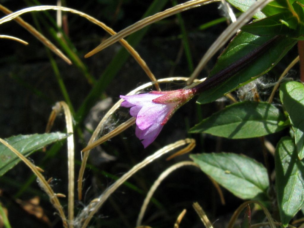 Onagraceae...? Epilobium  alsinifolium