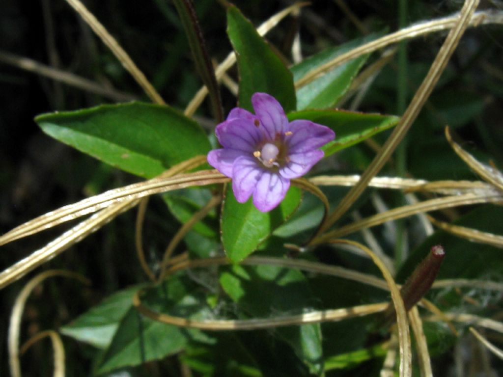 Onagraceae...? Epilobium  alsinifolium