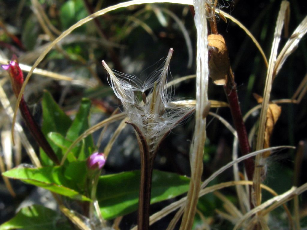 Onagraceae...? Epilobium  alsinifolium