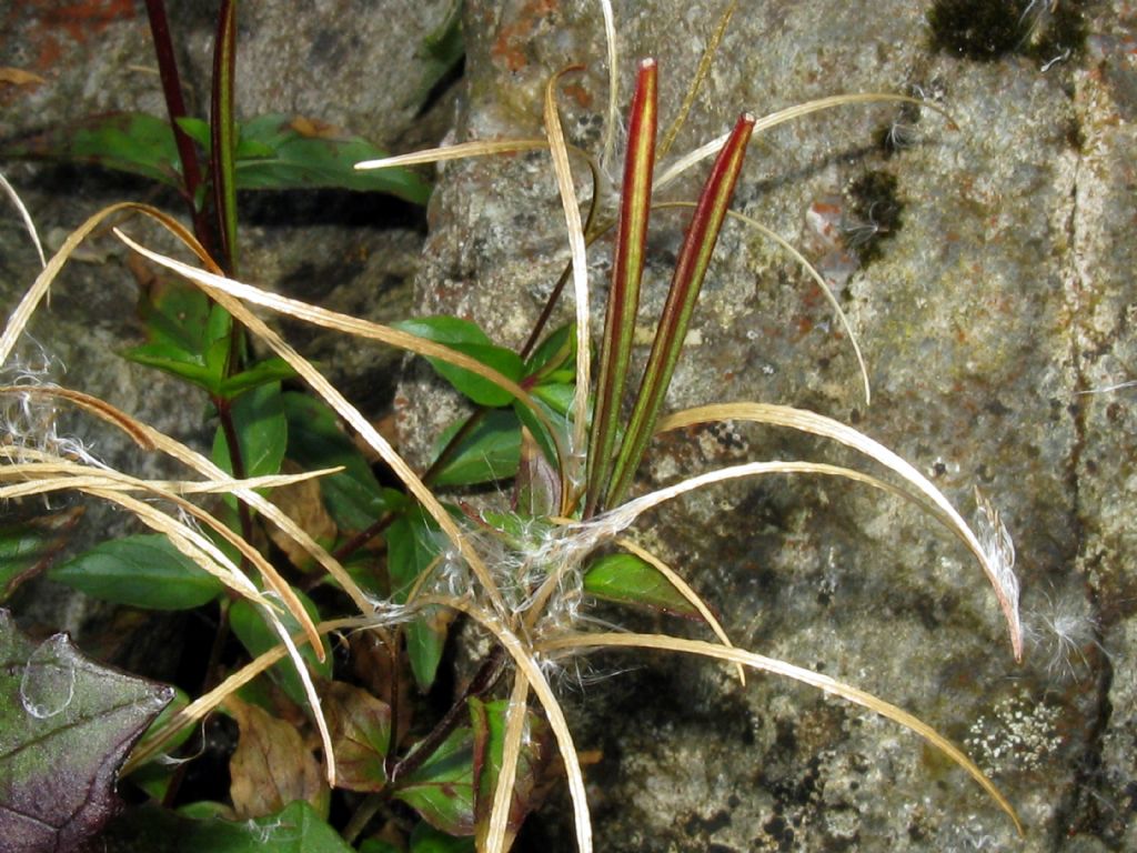 Onagraceae...? Epilobium  alsinifolium