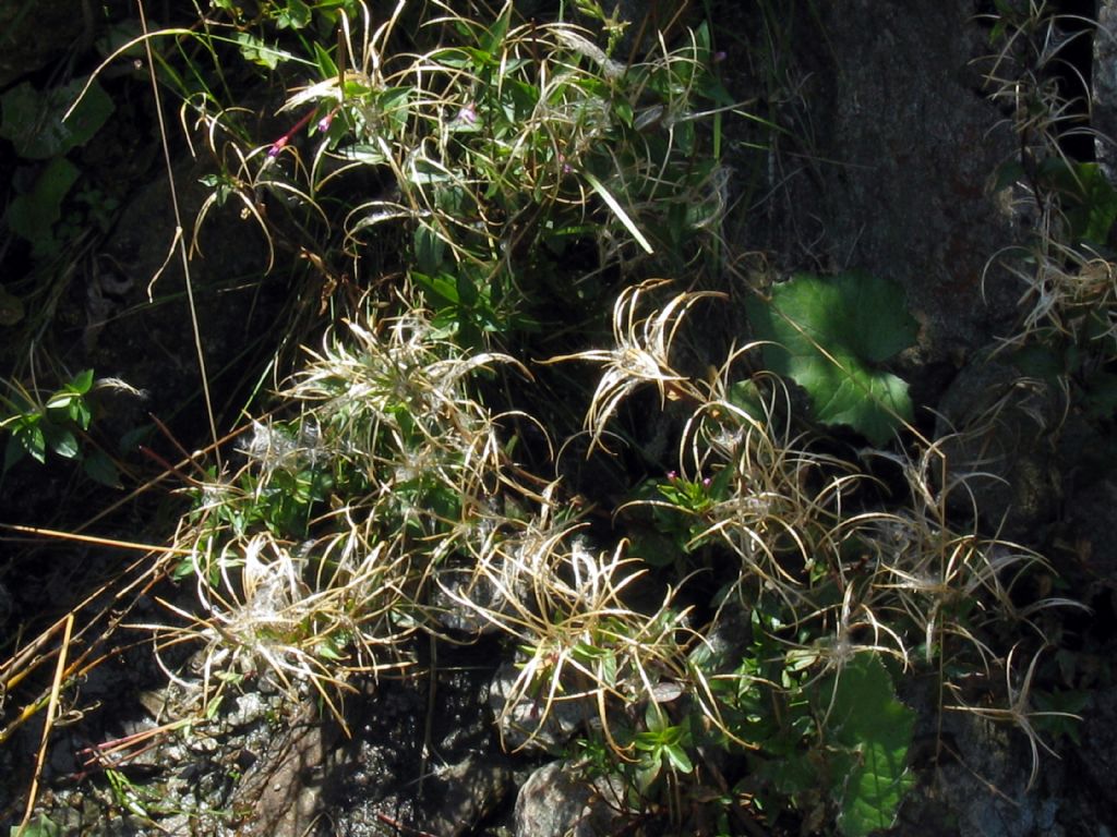 Onagraceae...? Epilobium  alsinifolium