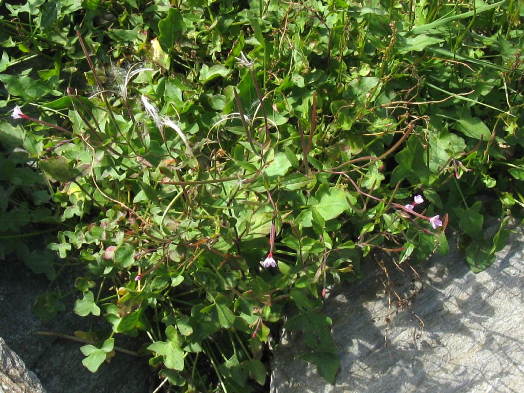 Onagraceae...? Epilobium  alsinifolium